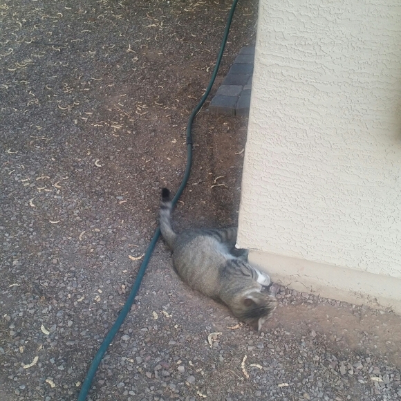 Orig. Art - Commissioned Painting Pumpkin 🎃 Cat - Picture 8 of 11